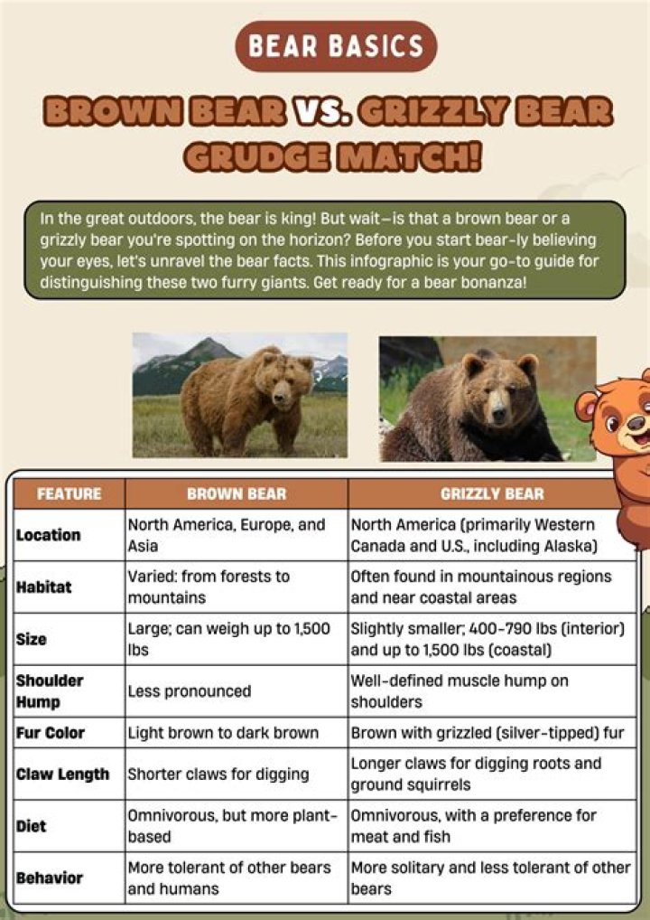 Grizzly Bear vs Brown Bear: Exploring the Key Differences and Similarities